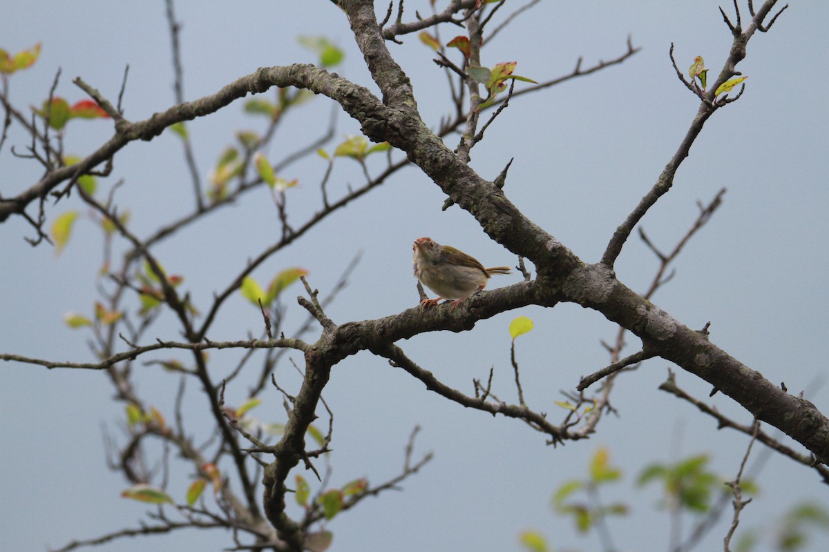 Common Tailorbird - ML623513668