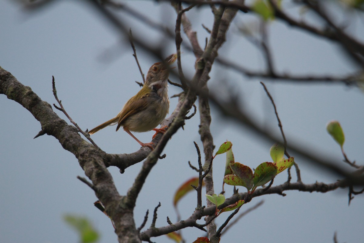 Common Tailorbird - ML623513671