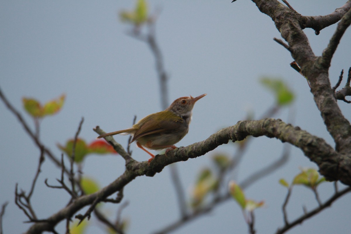 Common Tailorbird - ML623513672