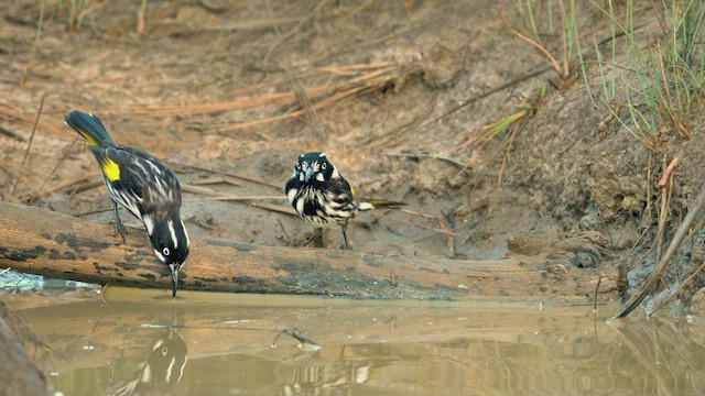 New Holland Honeyeater - ML623513676