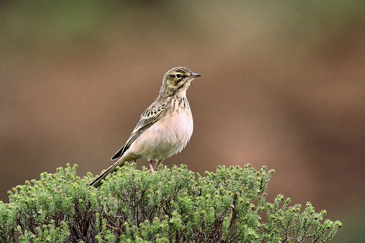 Mountain Pipit - Roland Bischoff