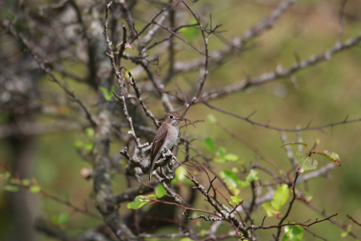 Brown-breasted Flycatcher - ML623513778