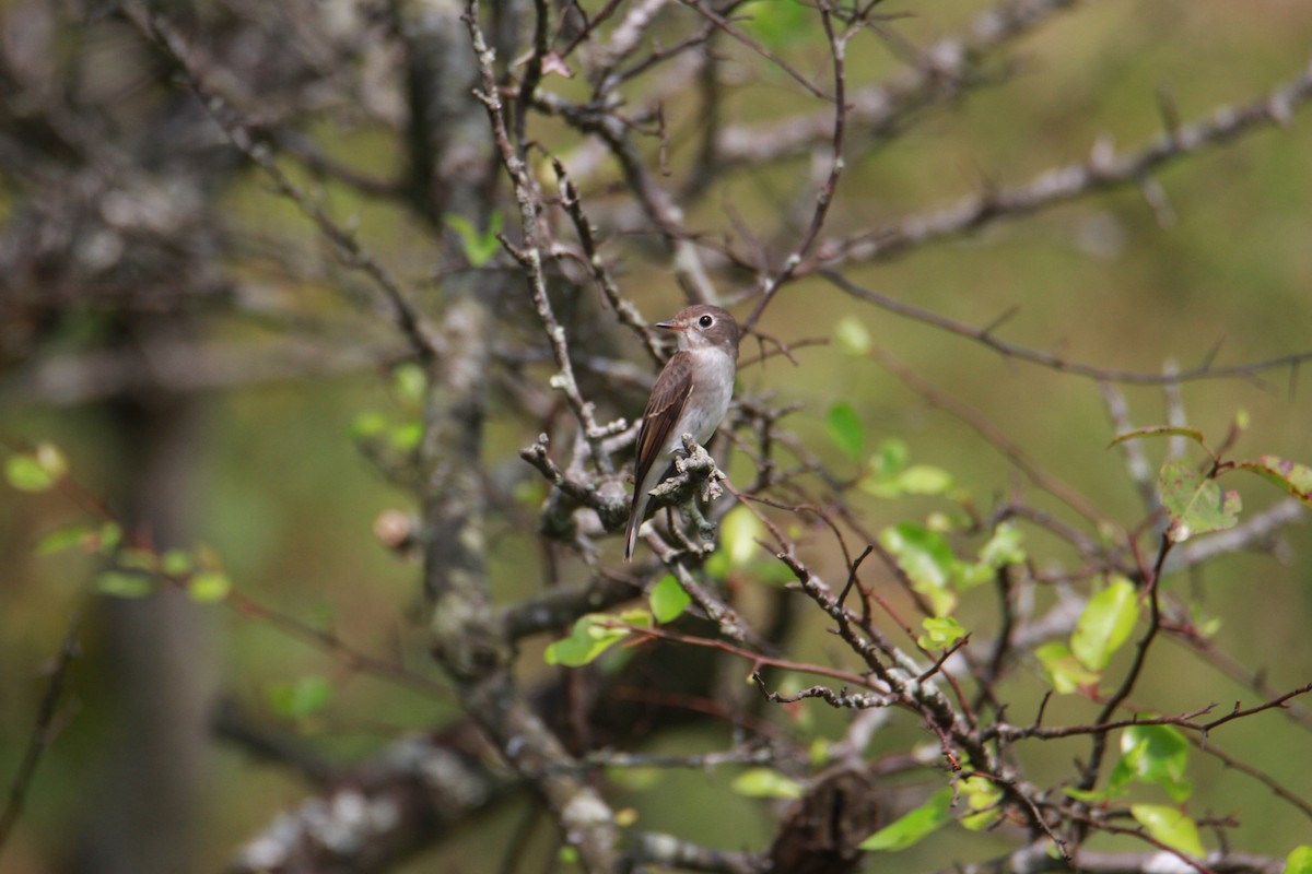 Brown-breasted Flycatcher - ML623513779
