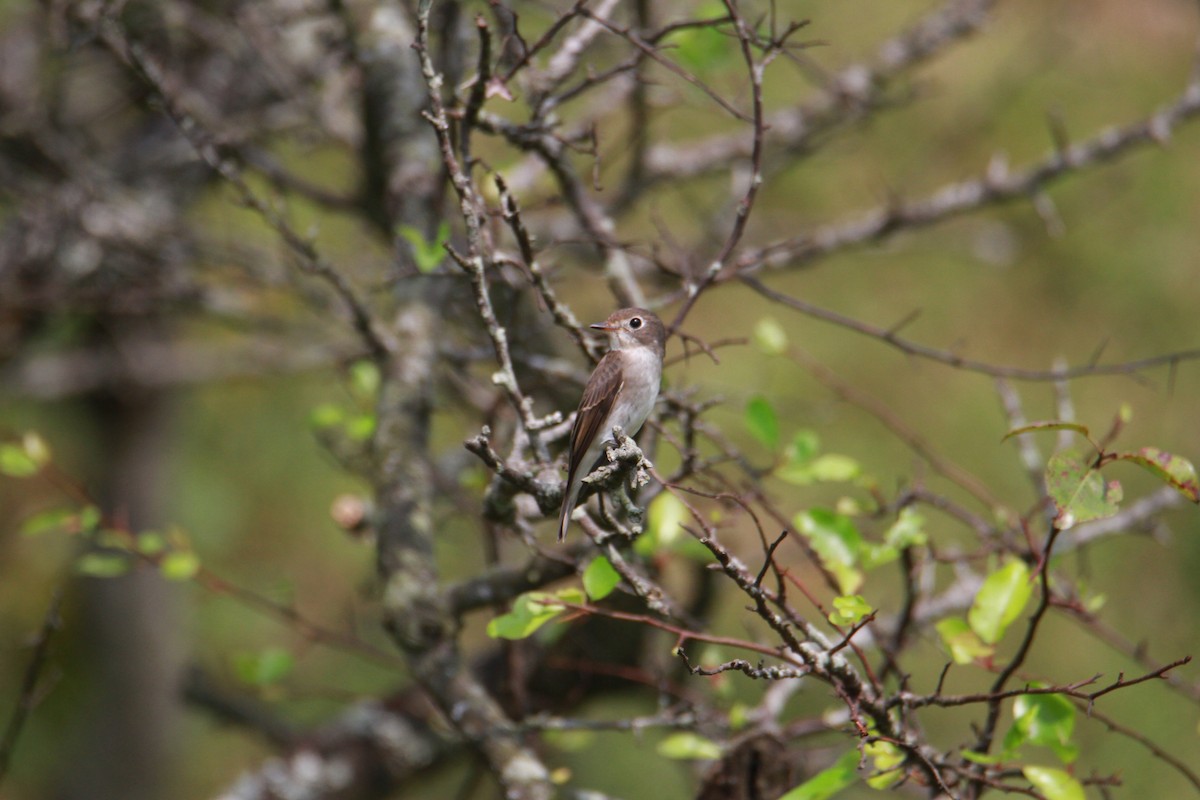 Brown-breasted Flycatcher - ML623513780