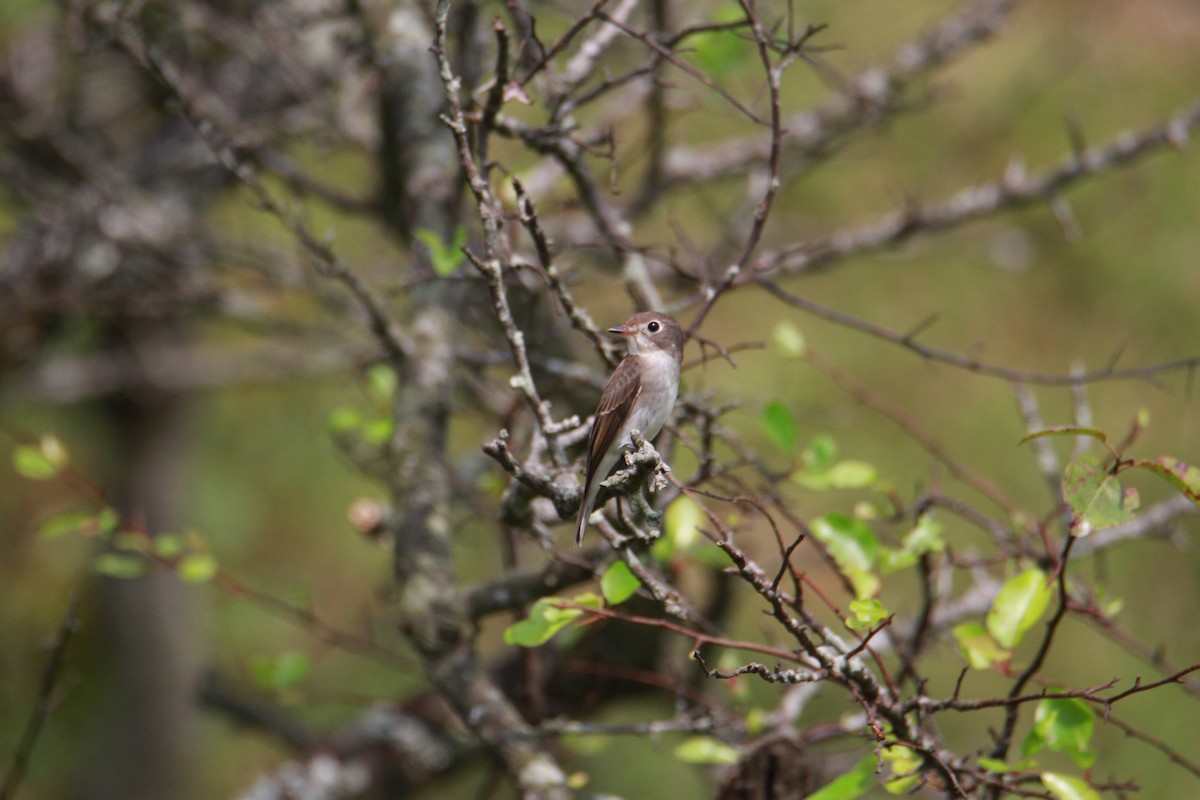 Brown-breasted Flycatcher - ML623513781