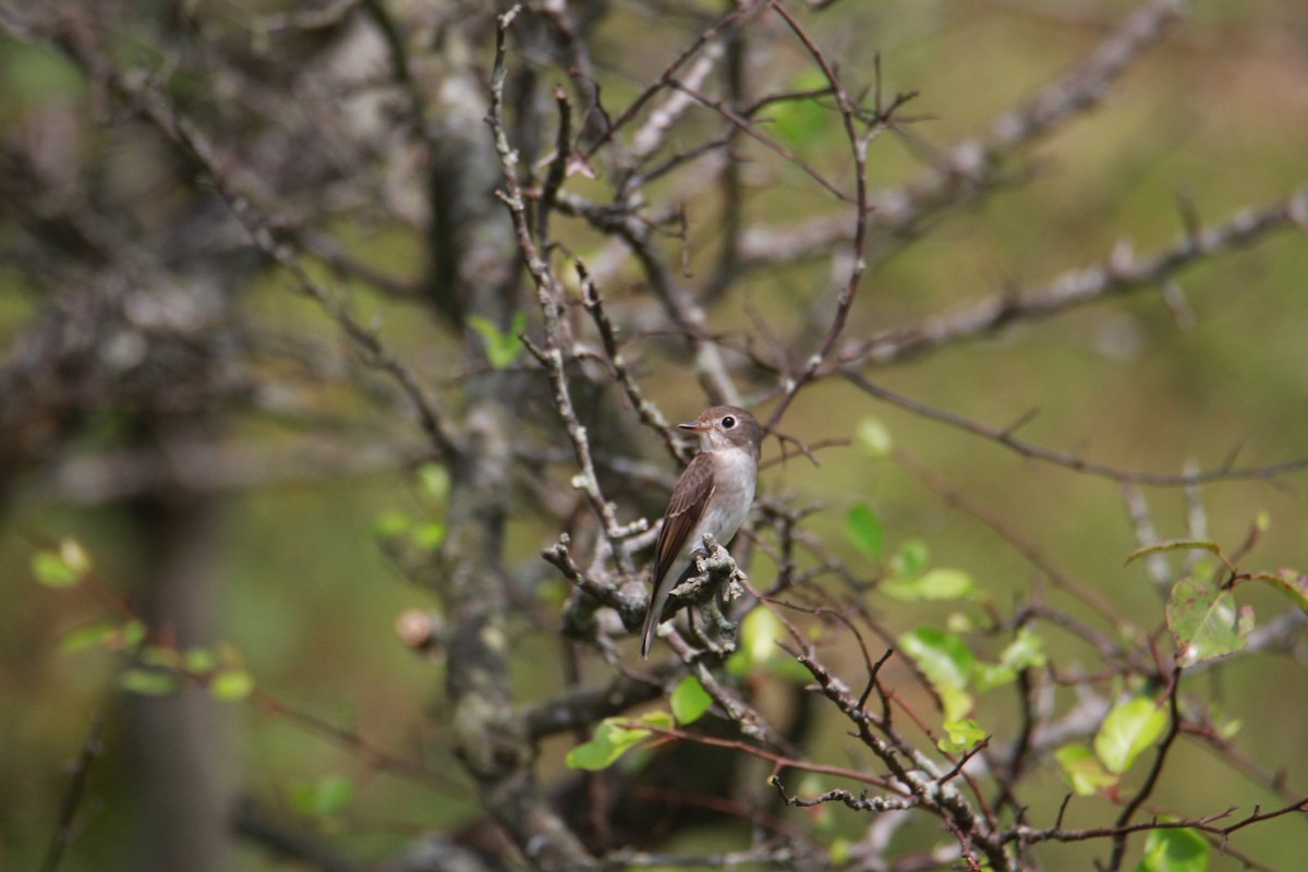 Brown-breasted Flycatcher - ML623513782
