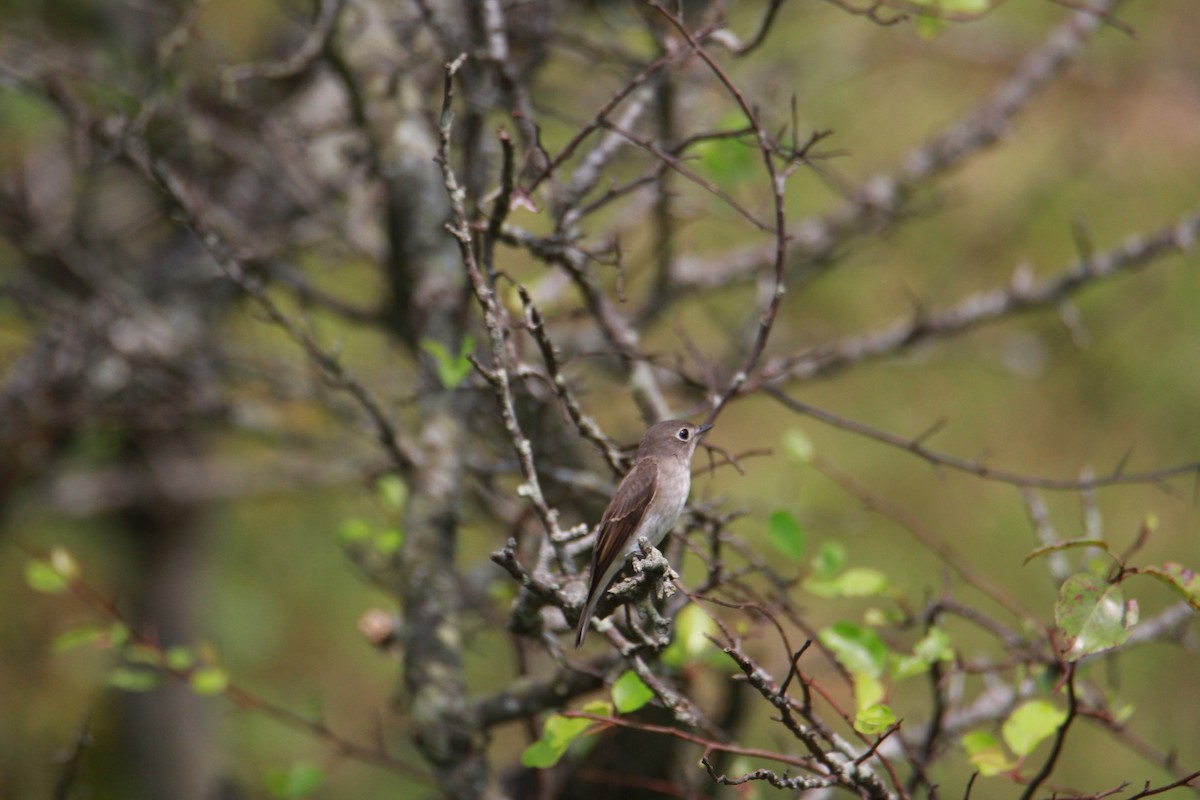 Brown-breasted Flycatcher - ML623513783