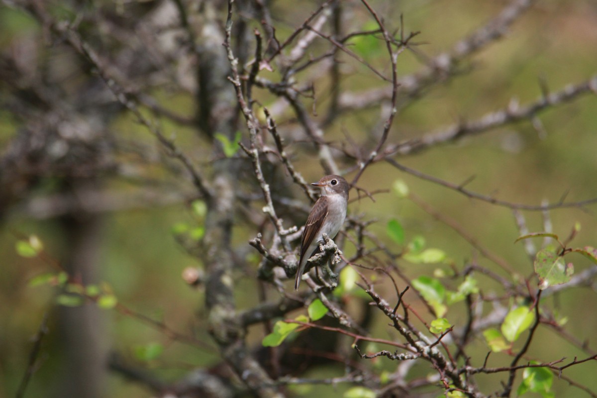 Brown-breasted Flycatcher - ML623513784