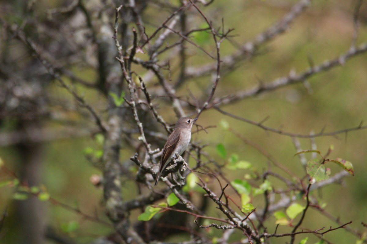 Brown-breasted Flycatcher - ML623513785