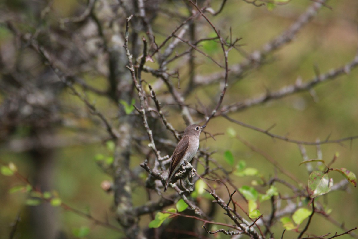 Brown-breasted Flycatcher - ML623513786
