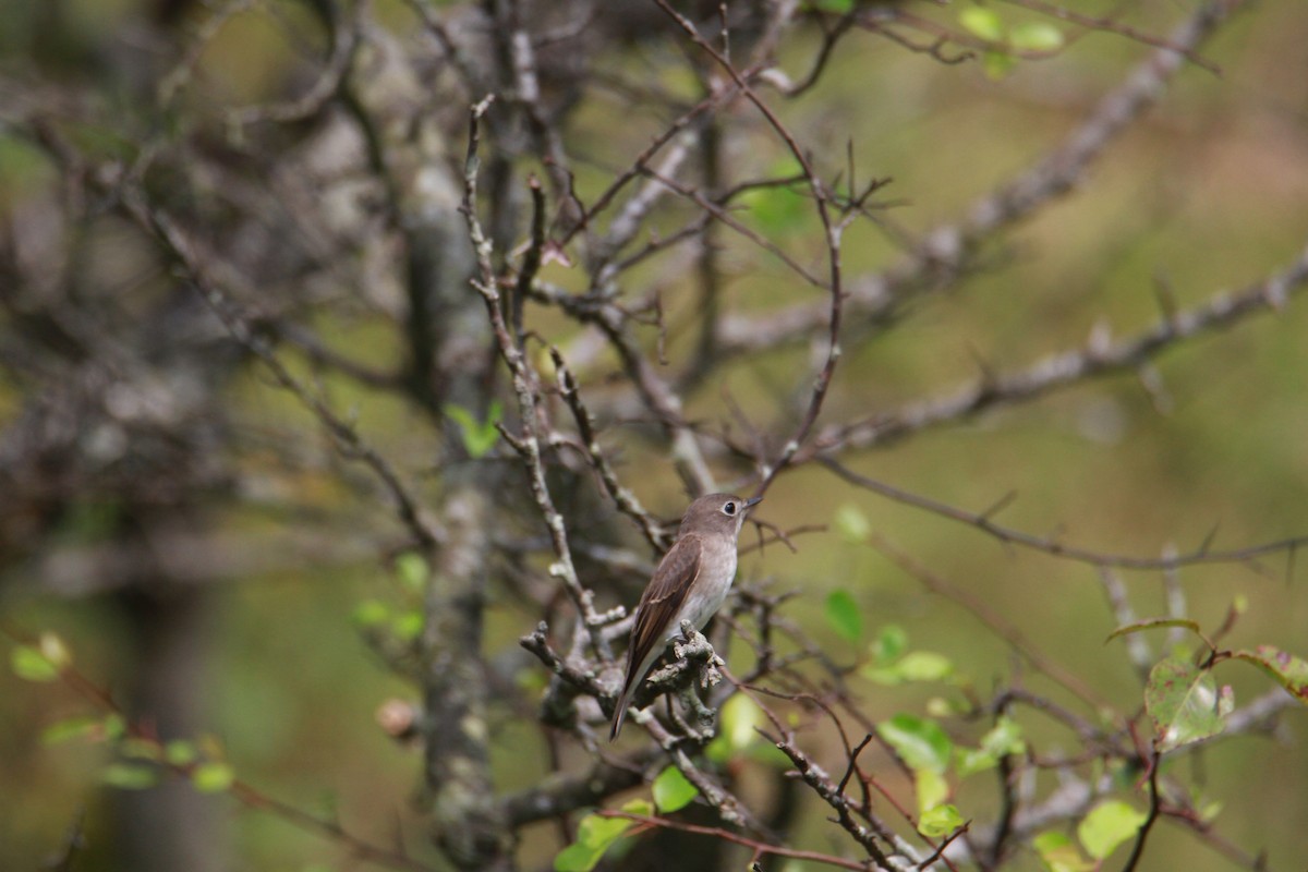 Brown-breasted Flycatcher - ML623513787