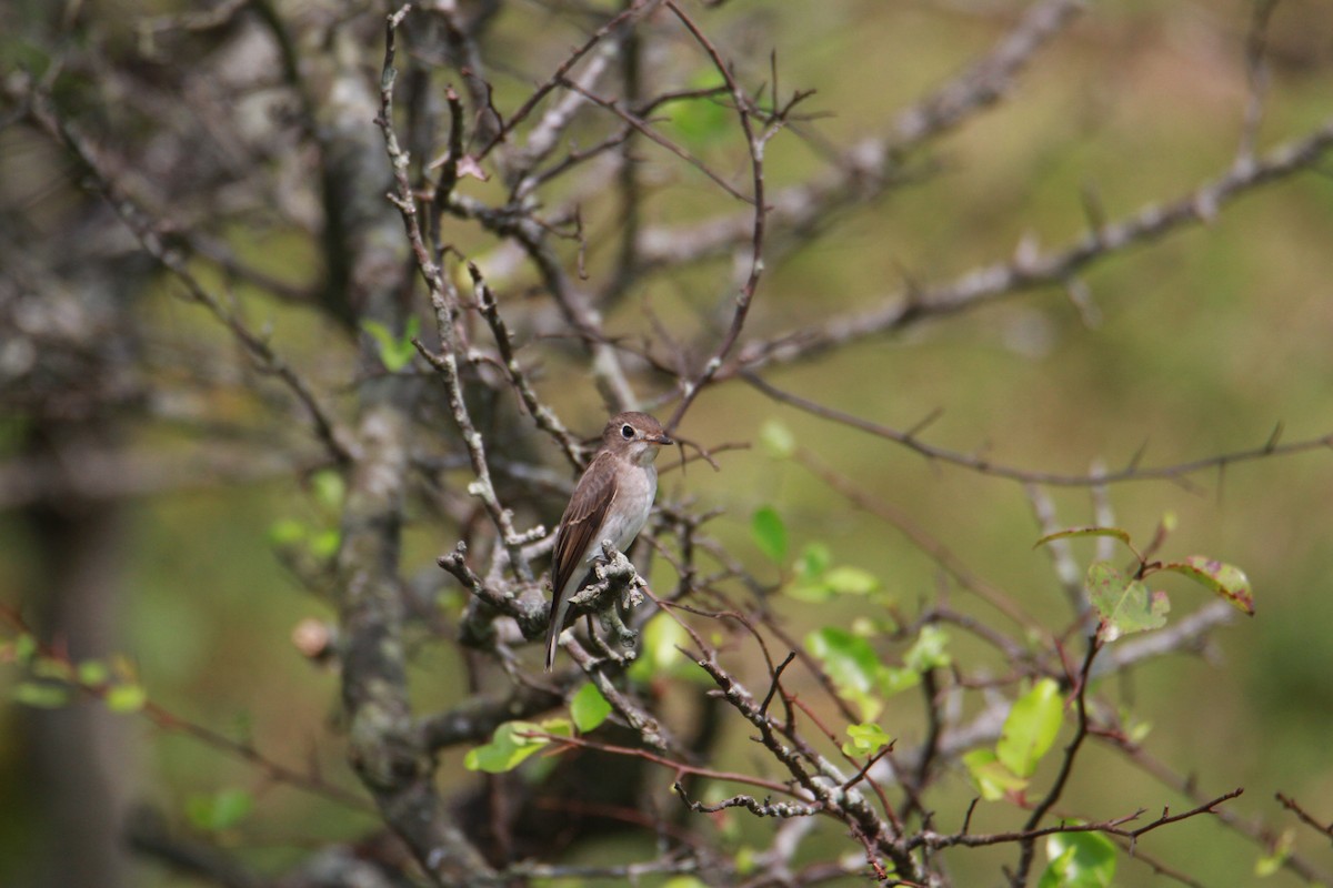 Brown-breasted Flycatcher - ML623513788