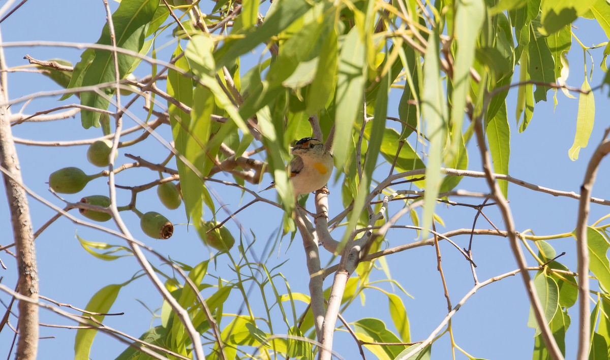 Red-browed Pardalote - ML623513790