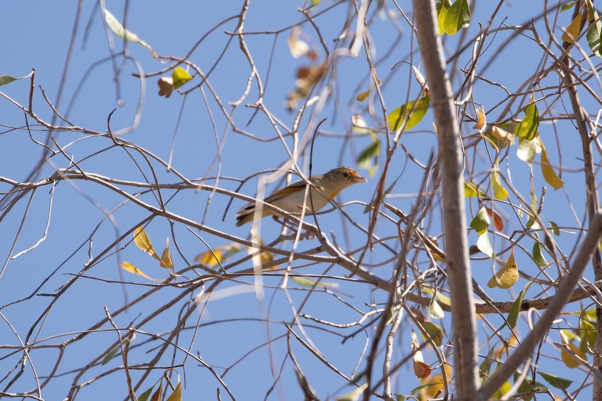 Red-browed Pardalote - ML623513791