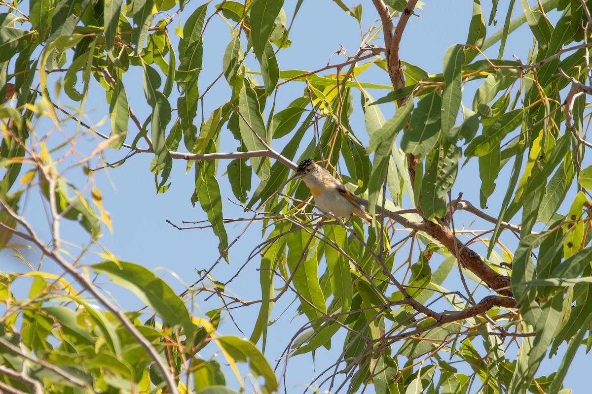 Red-browed Pardalote - ML623513793