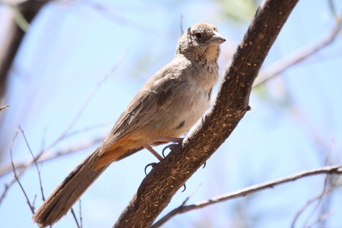 Canyon Towhee - ML623513794