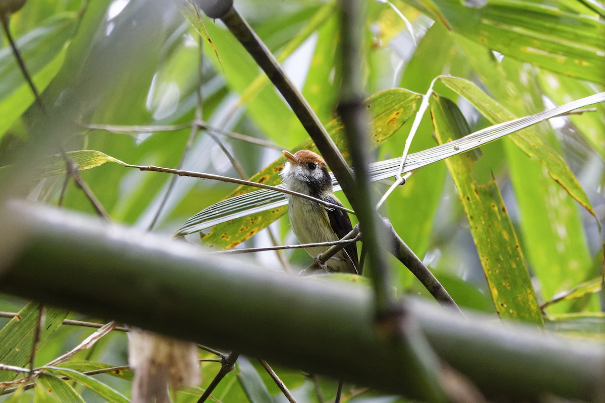 White-cheeked Tody-Flycatcher - ML623513805