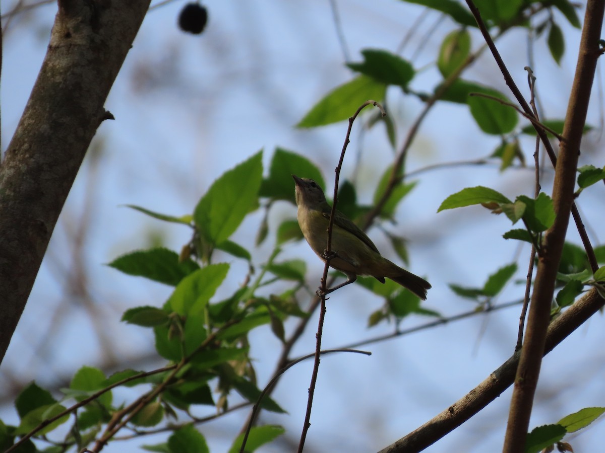 Olive-faced Flatbill - ML623513806