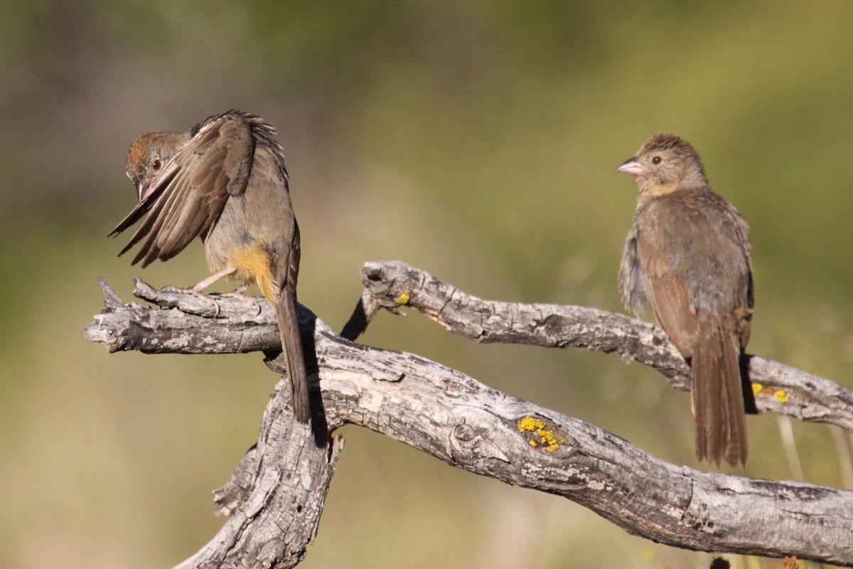 Canyon Towhee - ML623513821