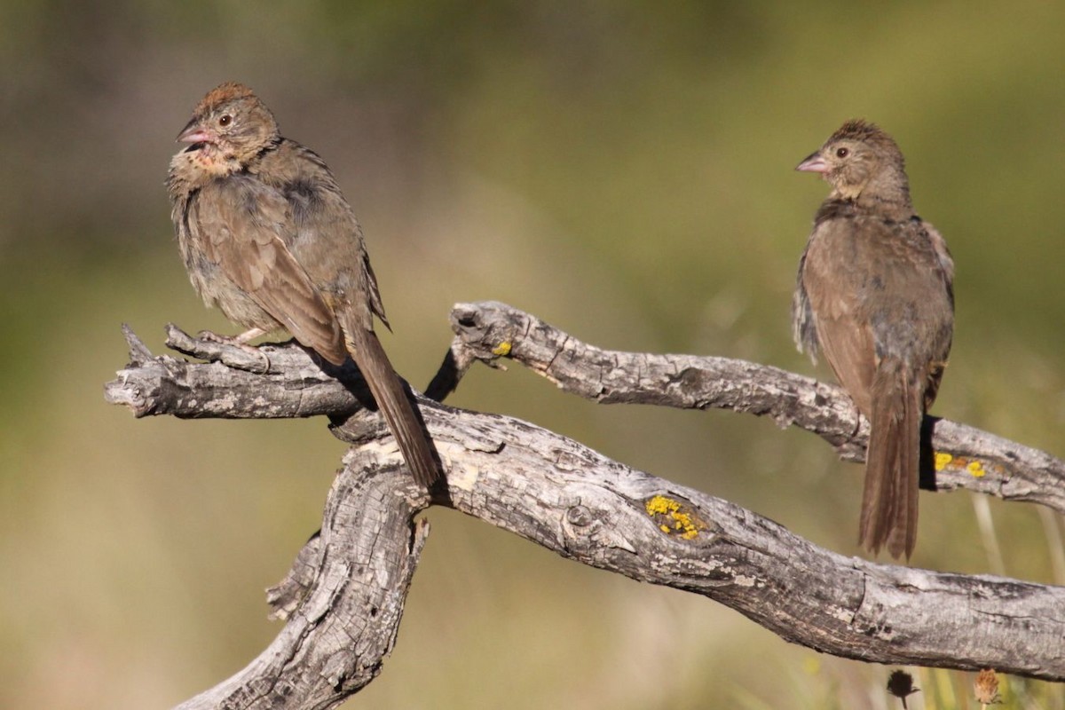 Canyon Towhee - ML623513822