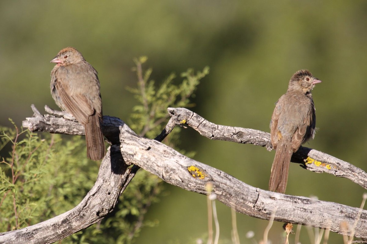 Canyon Towhee - ML623513823