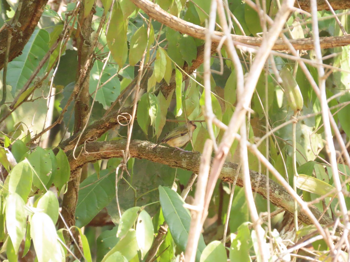 Pearly-vented Tody-Tyrant - ML623513886