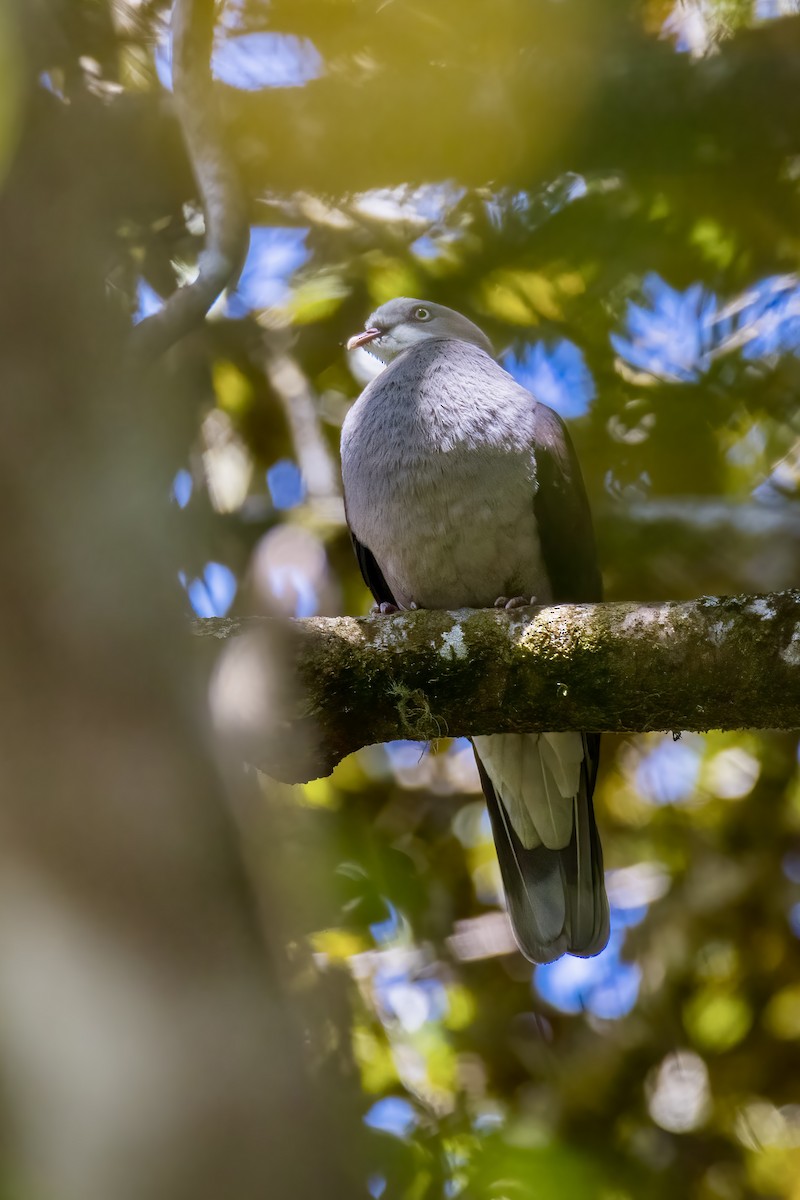 Mountain Imperial-Pigeon - ML623513915