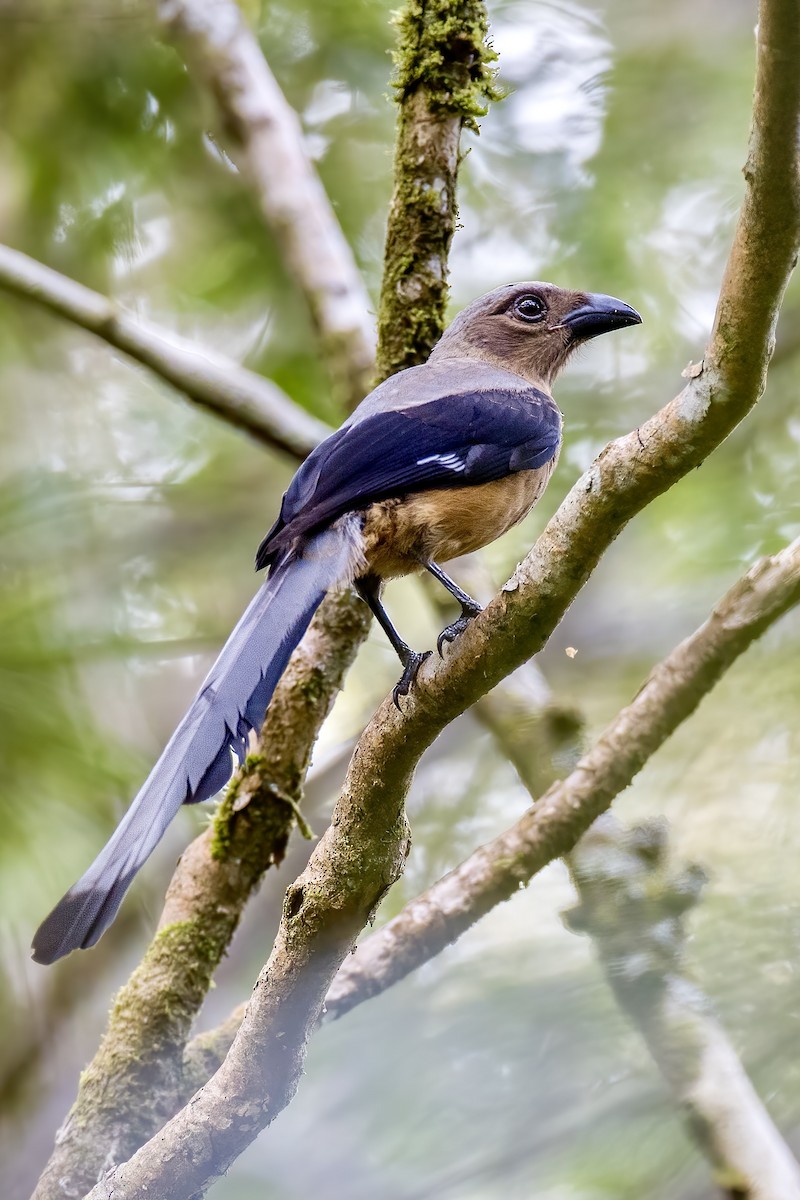 Bornean Treepie - ML623513928