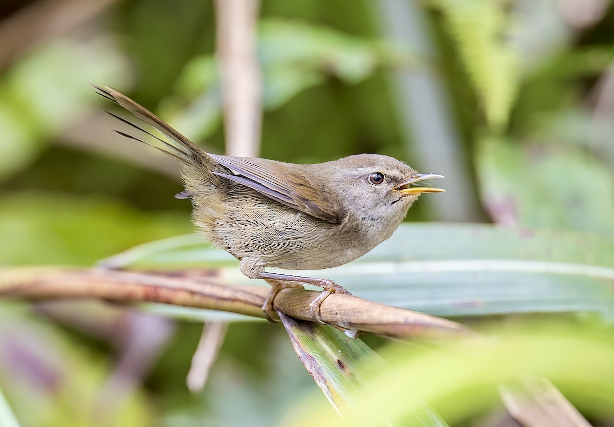 Aberrant Bush Warbler (Sunda) - ML623513944