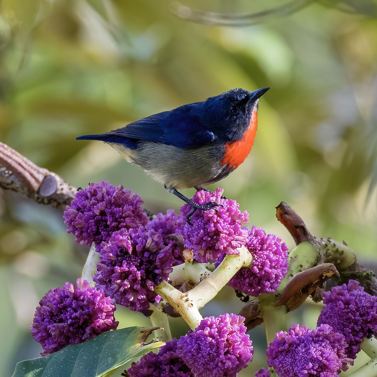 Black-sided Flowerpecker - ML623513949