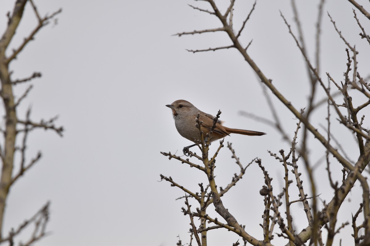 Short-billed Canastero - Antonio Curciarello