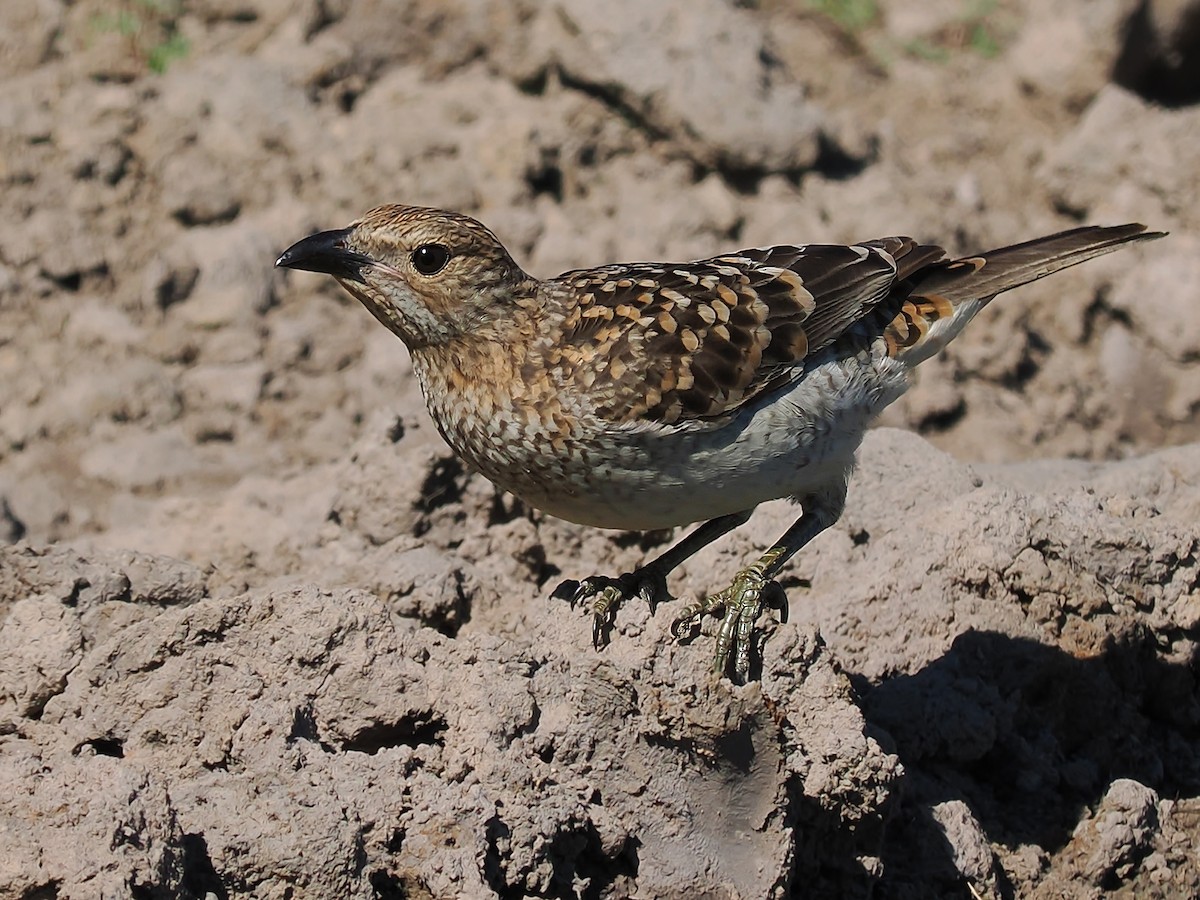 Spotted Bowerbird - ML623514005