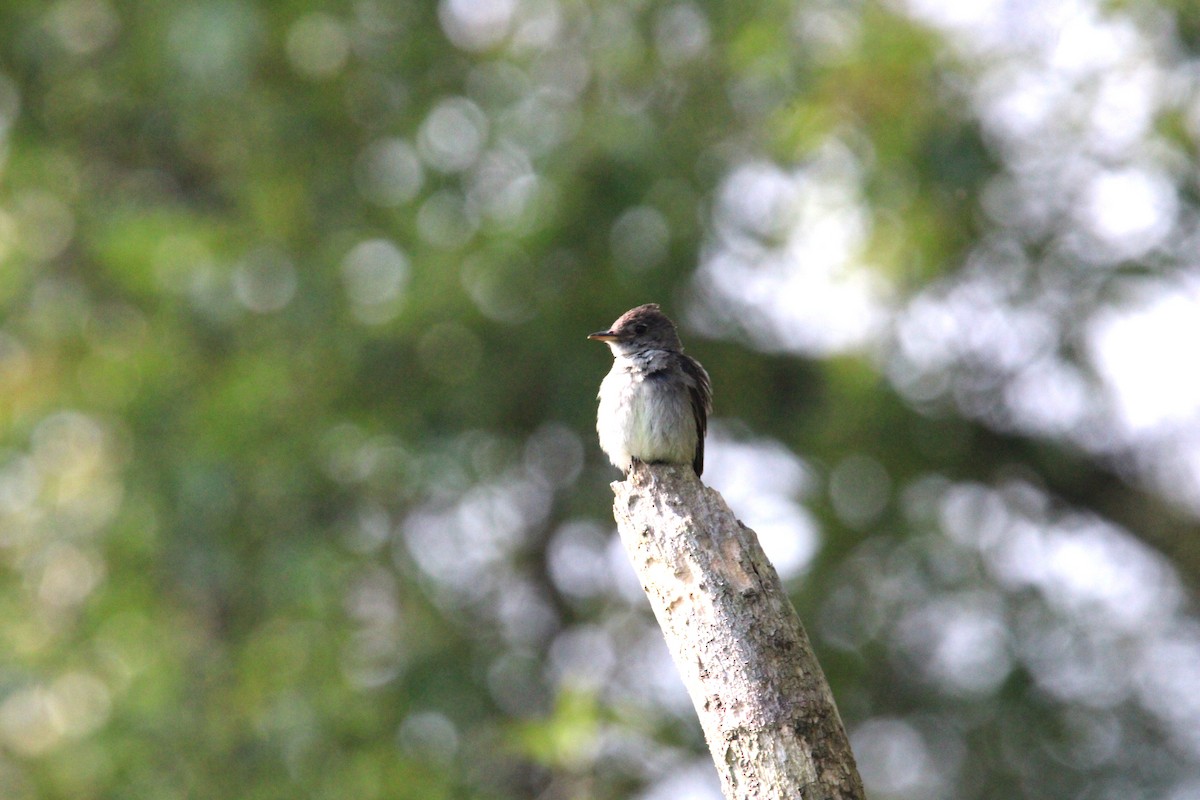 Eastern Wood-Pewee - ML623514027