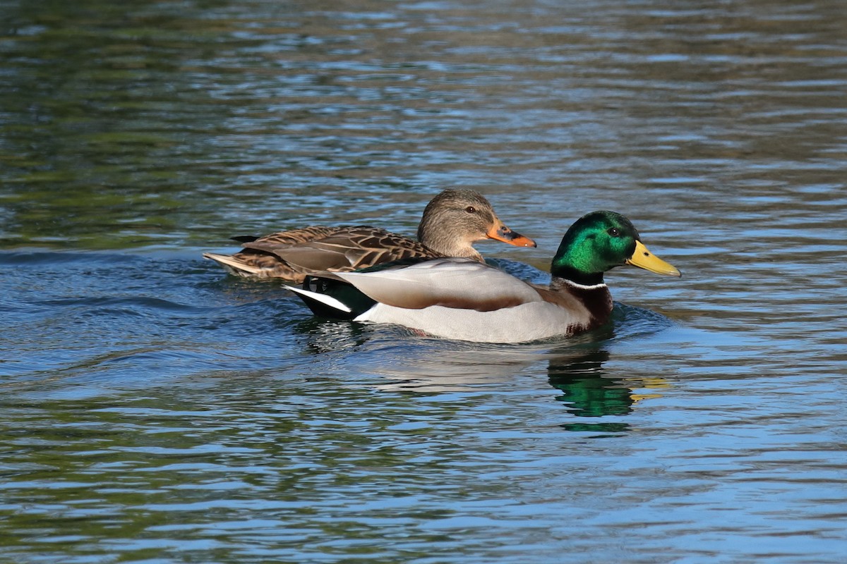 Mallard - ML623514045