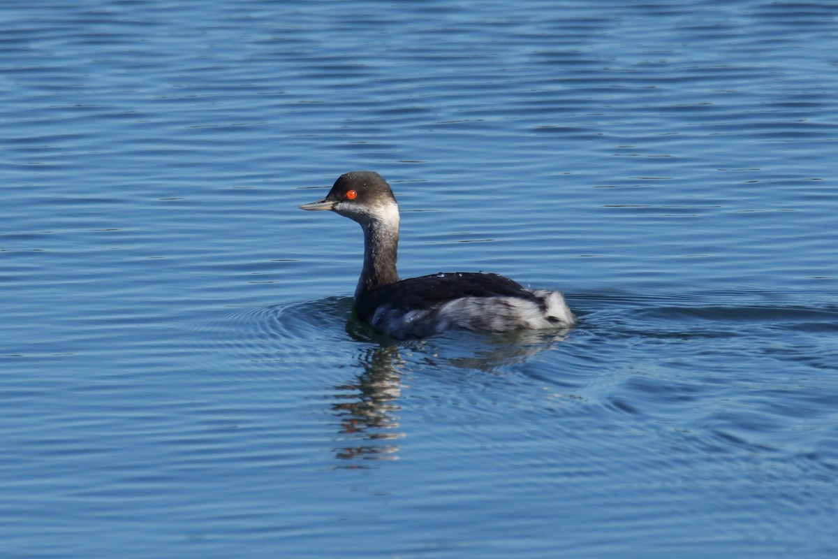 Eared Grebe - ML623514047