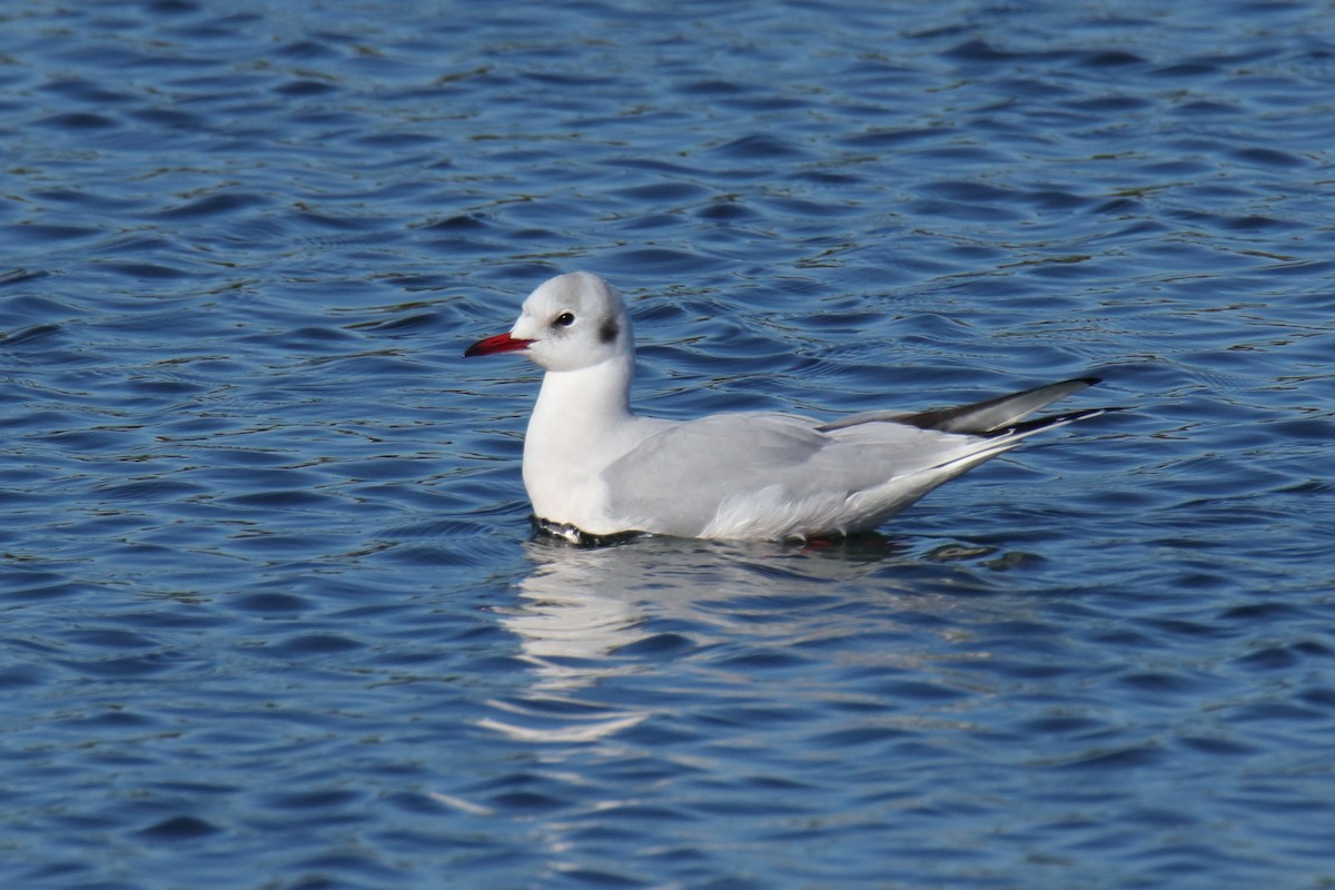 Black-headed Gull - ML623514048