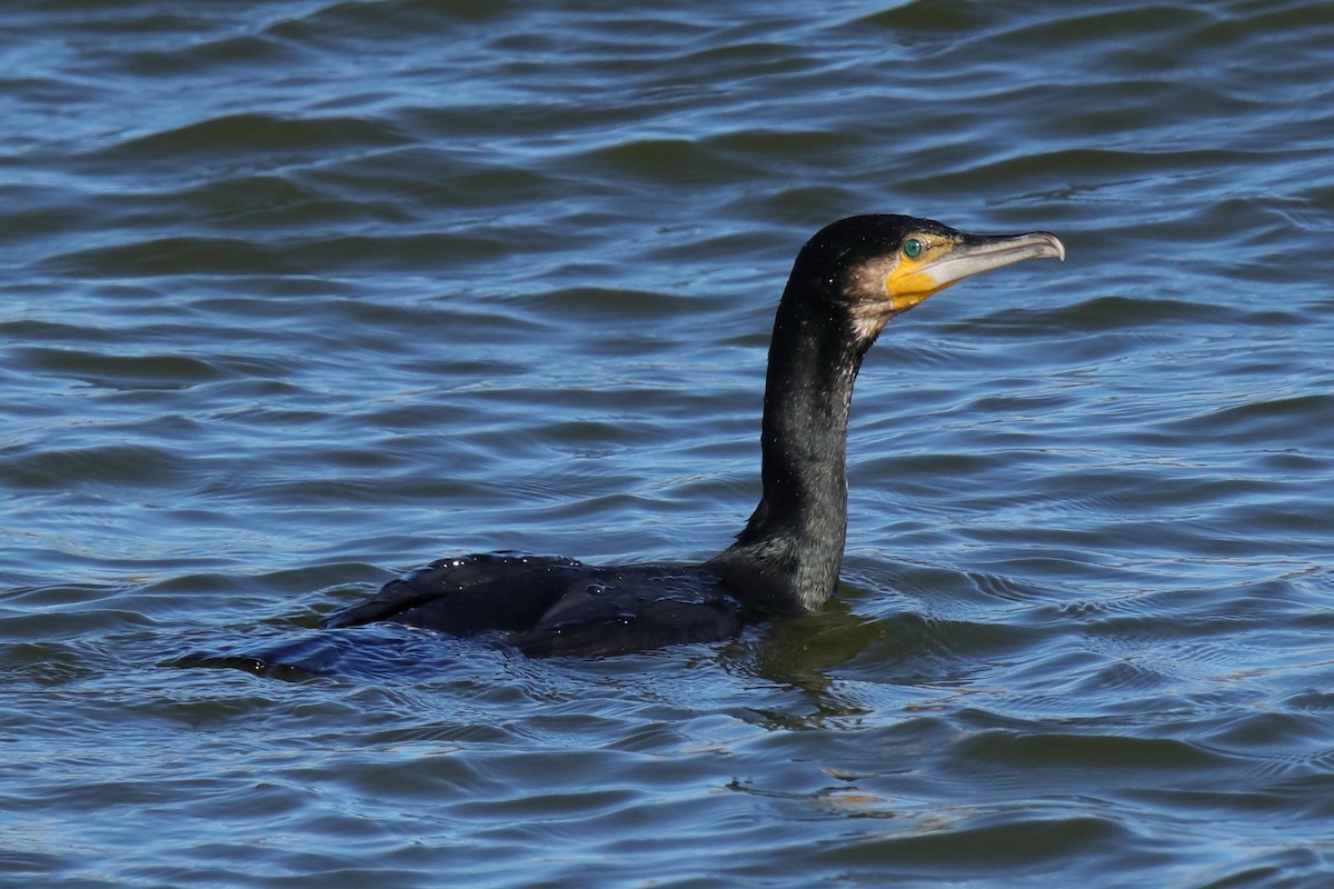 Great Cormorant - ML623514049