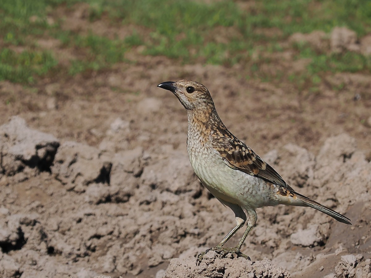 Spotted Bowerbird - ML623514057