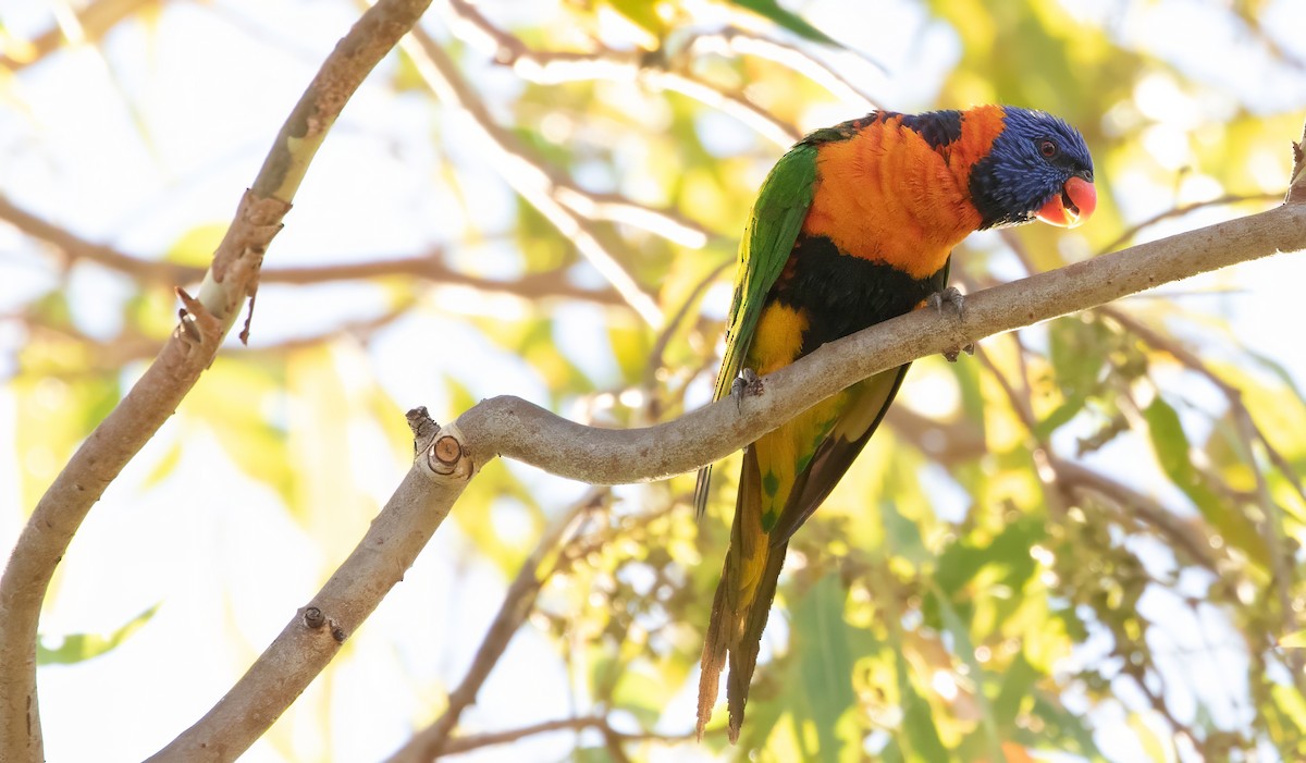 Red-collared Lorikeet - ML623514062