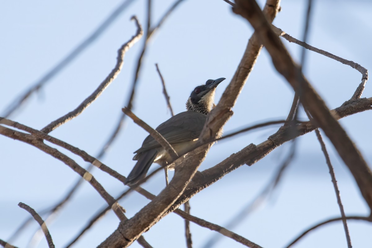 Silver-crowned Friarbird - Anonymous