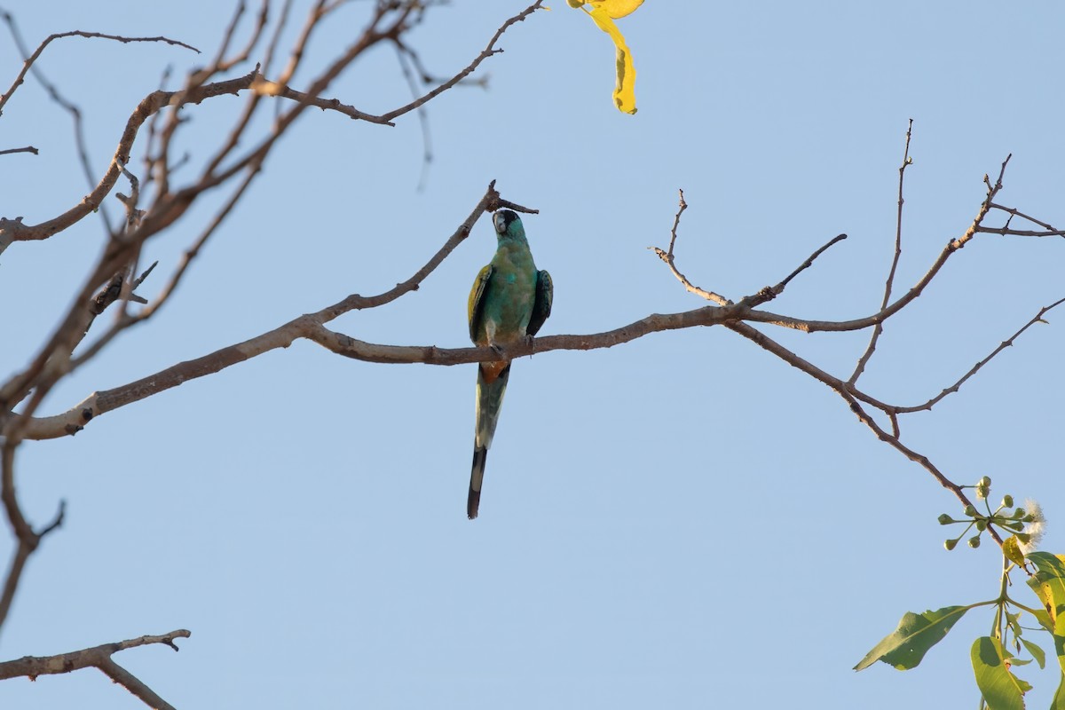 Hooded Parrot - Anonymous