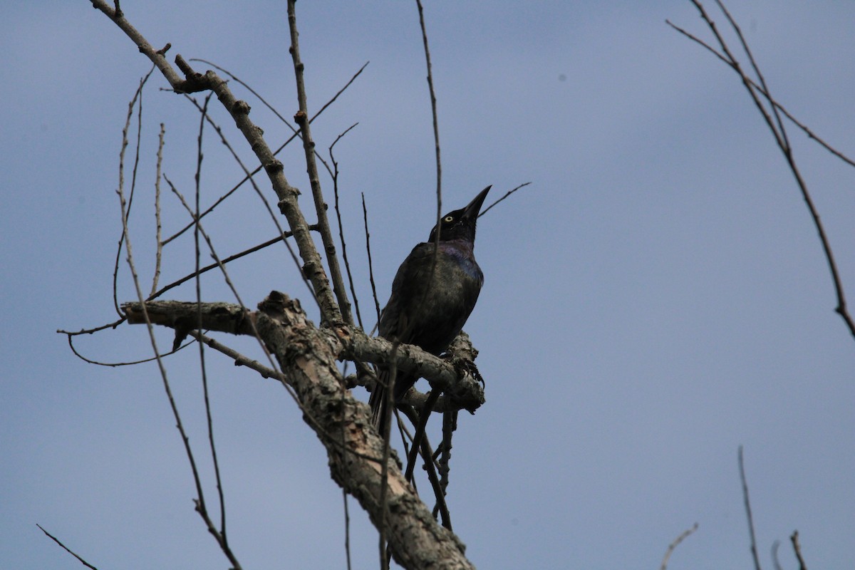 Common Grackle - Wandering Vireo