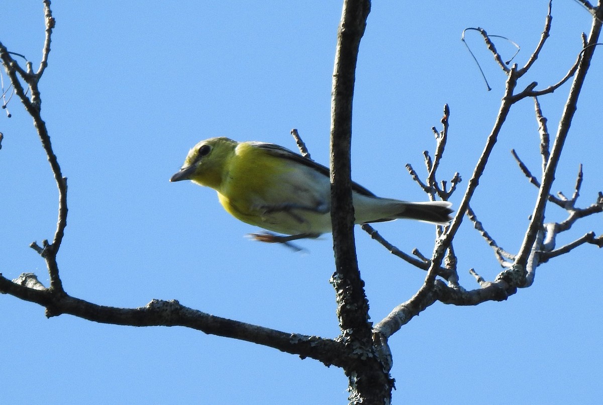 Viréo à gorge jaune - ML623514106