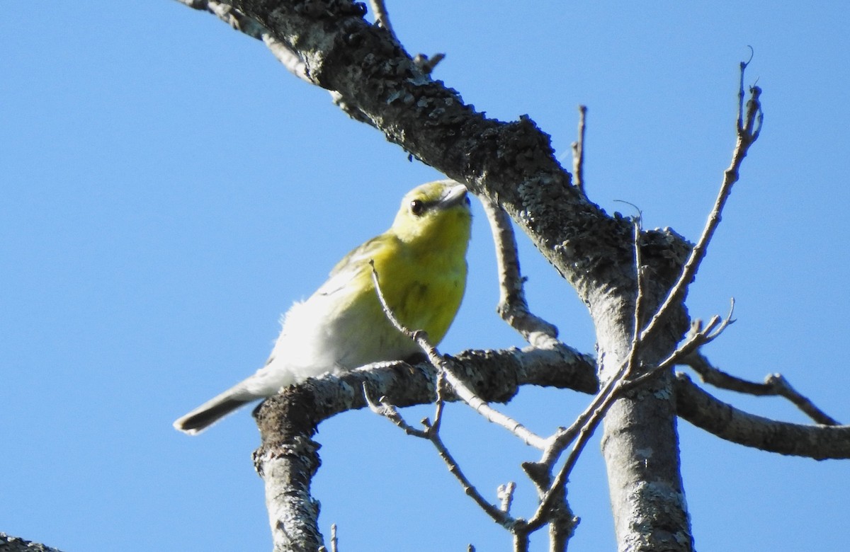 Yellow-throated Vireo - Janet Lafond