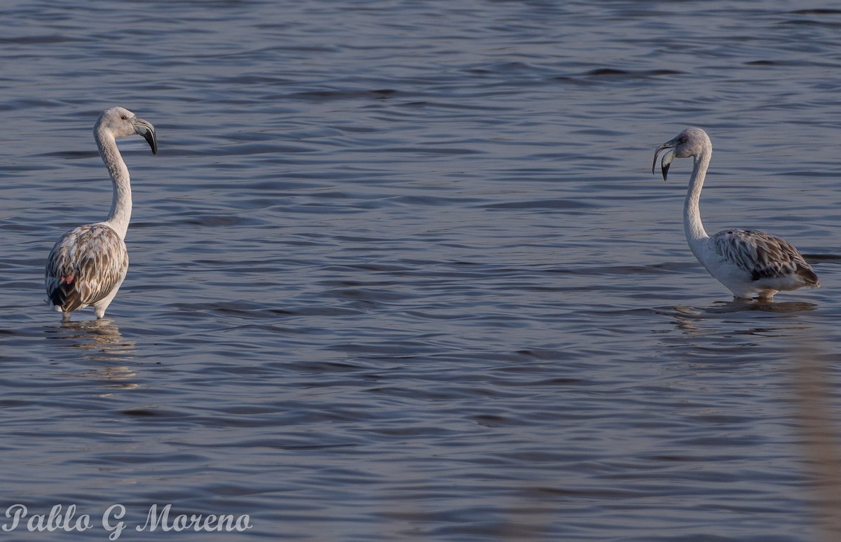 Chilean Flamingo - ML623514124