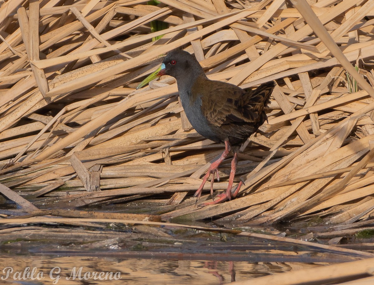 Plumbeous Rail - ML623514125