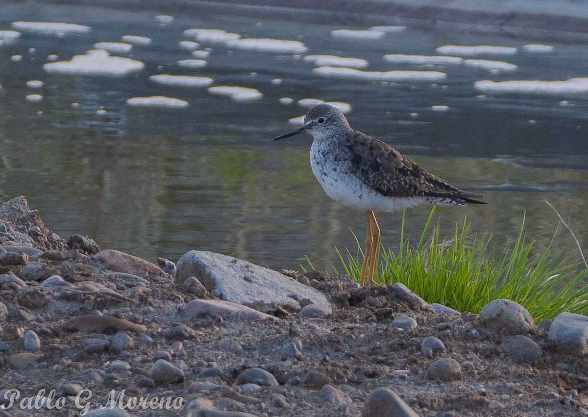 Lesser Yellowlegs - Pablo Moreno