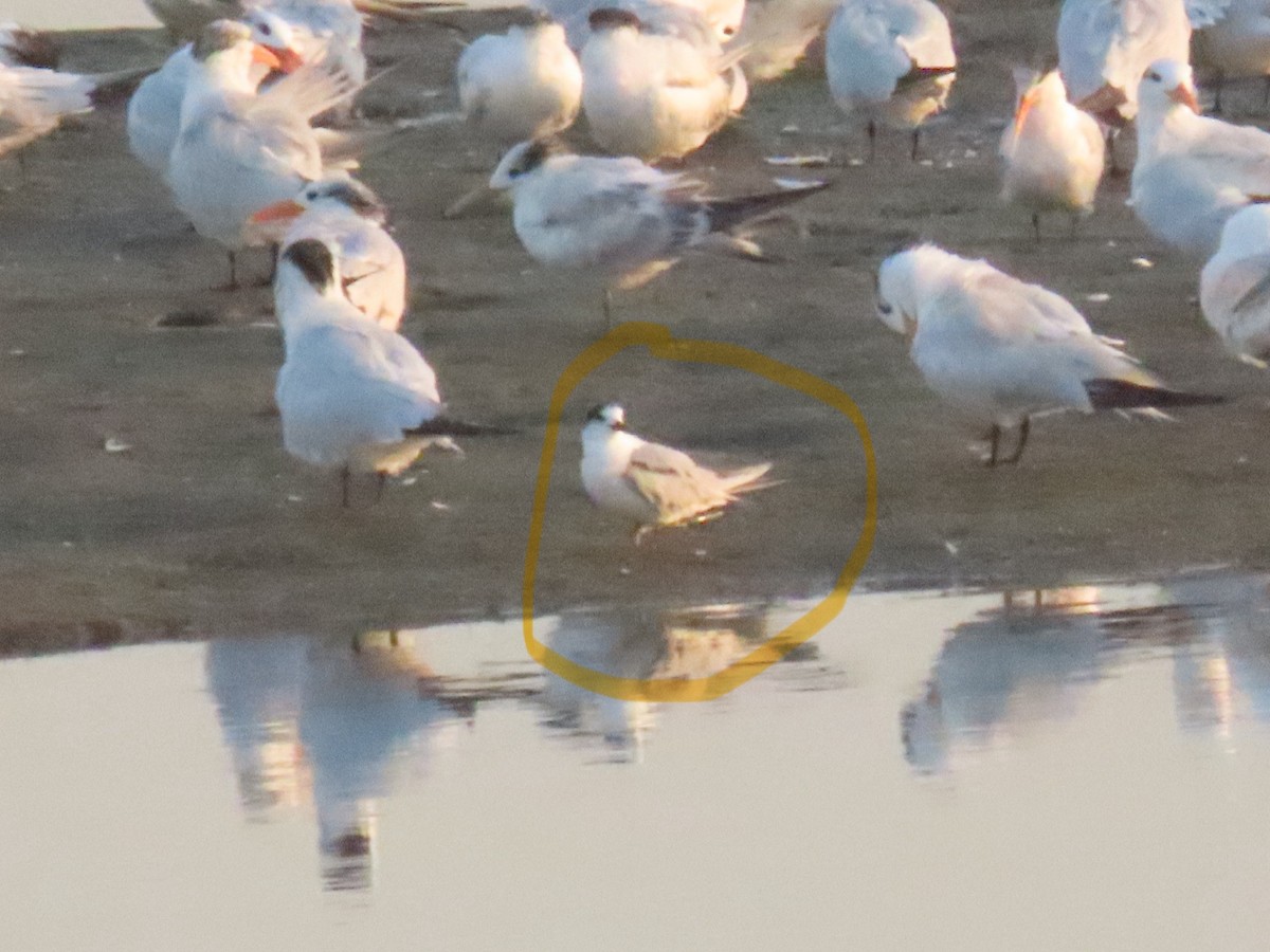 Forster's Tern - Nancy Salem