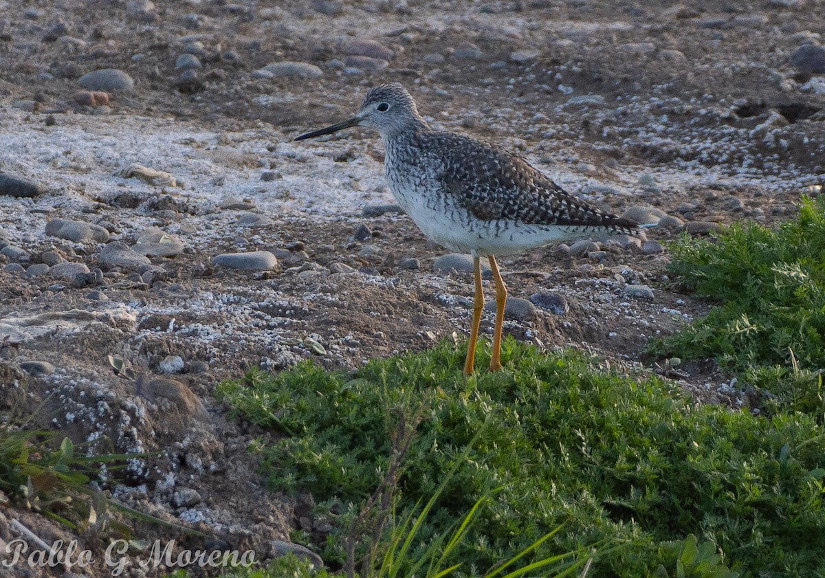 Greater Yellowlegs - ML623514132