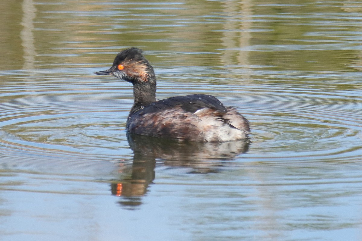 Eared Grebe - ML623514133